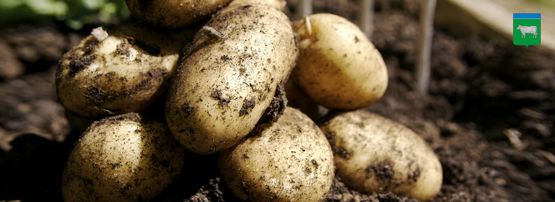 Развитие сельскохозяйственного предприятия (картофель)